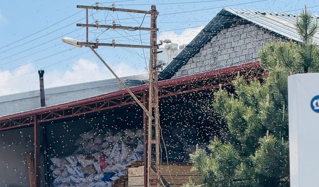 Nevşehir'de ağaca oğul veren arılar korkuttu