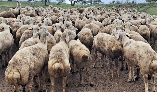 Dursunlar Beside kurban satışları devam ediyor