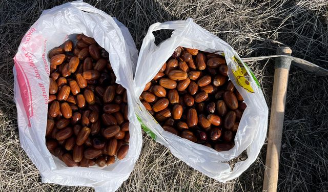 Nevşehir'de çevreci gençler meşe palamudu akımı başlattı