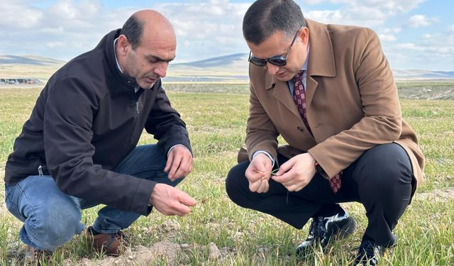Avanos Kaymakamı Bilici Tarım Arazilerini İnceledi