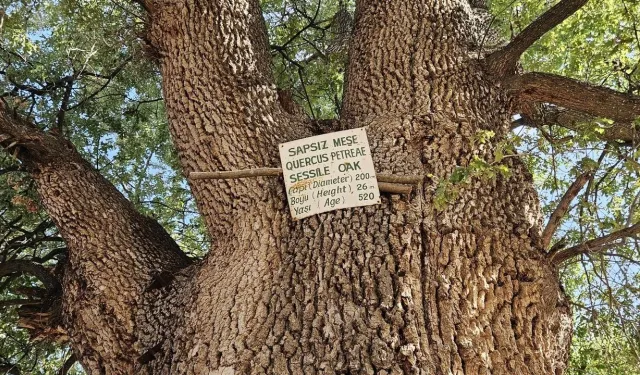 Nevşehir'in tarihe tanıklık eden asırlık anıt ağaçları