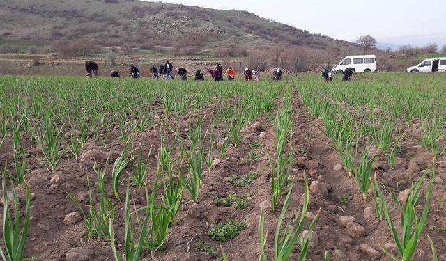 Nevşehir'in meşhur Topaç sarımsağı'nda çapa dönemi
