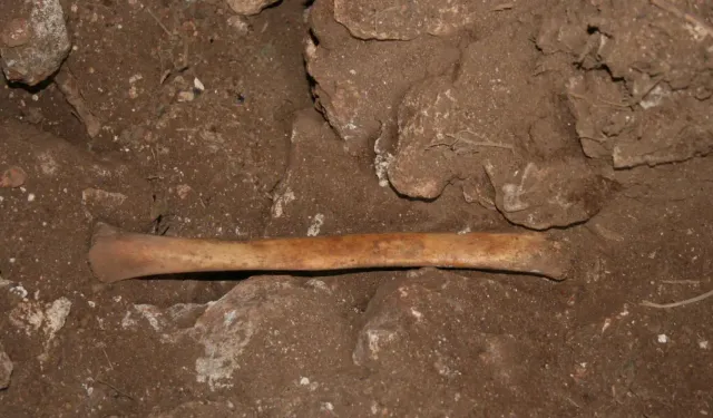 Kozaklı'da ki mağarada kemik kalıntıları bulundu