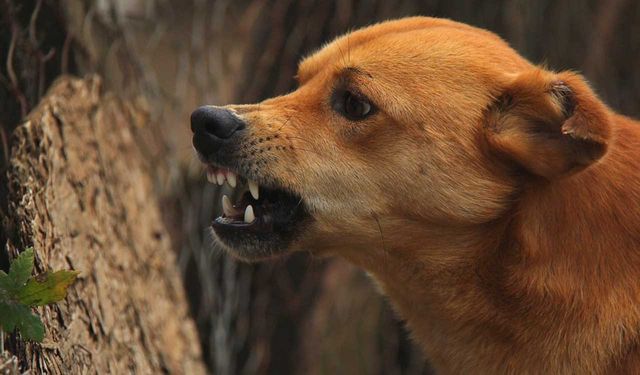 Ürgüp'te yine köpek saldırısı: Amerikalı turist yaralandı