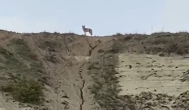 Nevşehir'de kurt sürüsü görüldü