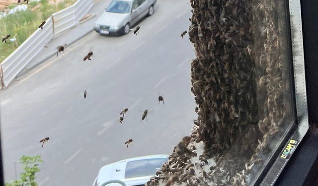 Nevşehir'de binlerce arı apartman dairesini bastı!