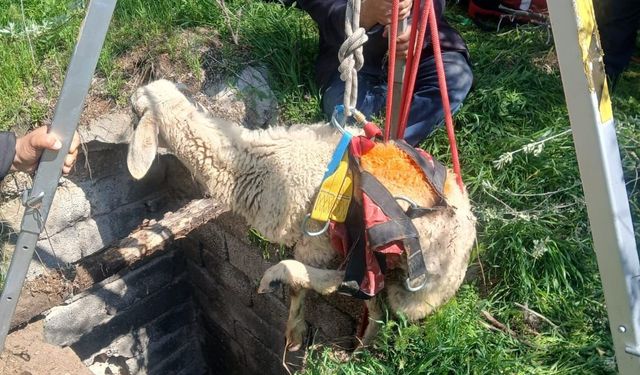 Nevşehir'de kuyuya düşen koyunu AFAD kurtardı
