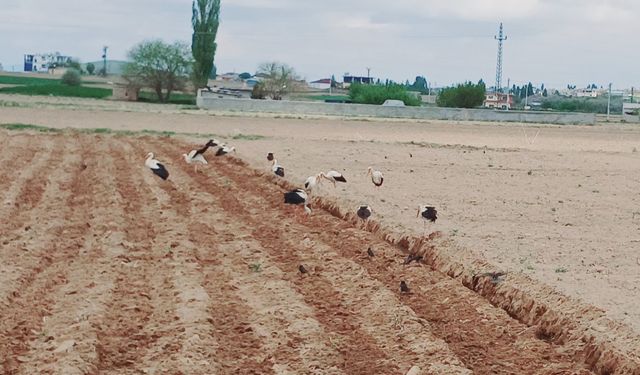 Nevşehir'de yüzlerce leylek tarlaya indi!