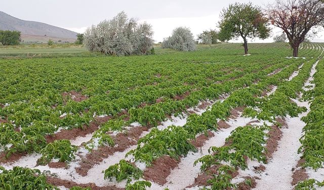 Nevşehir'de dolu tarım arazilerini vurdu