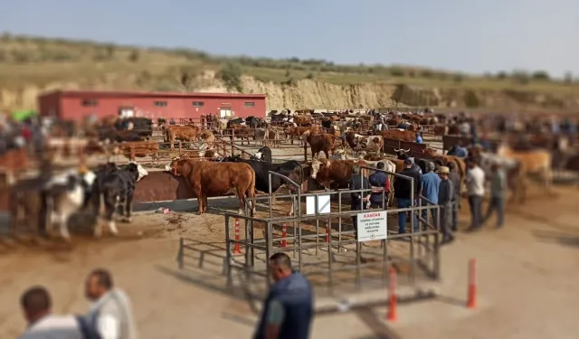 Nevşehir Hayvan Pazarı geçici olarak kapatıldı!