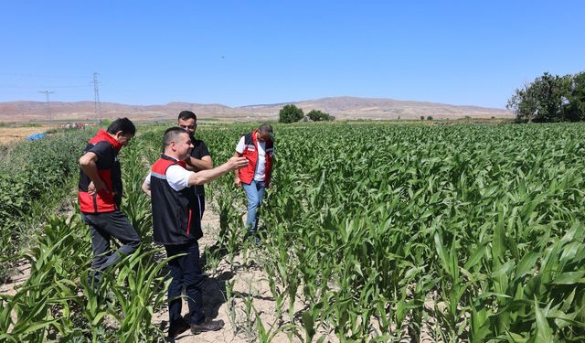 Nevşehir'de Yerli Silajlık Mısır Alanı Kontrol Edildi