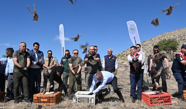 Nevşehir’de kene avcısı 600 keklik doğaya bırakıldı