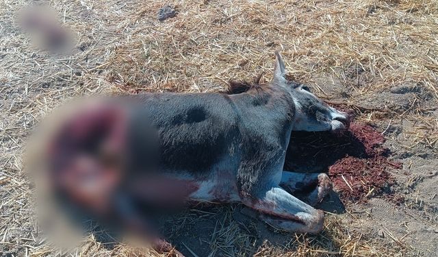 Nevşehir'de Aç Kalan Kurtlar Eşeği Parçaladı