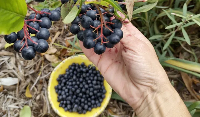 Nevşehir'de Doğadan Sofranıza: Alp Kızı Doğal Ürünler