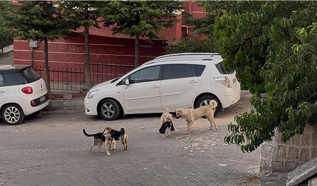 Nevşehir’de Kedi Köpeklerin Saldırısında Öldü