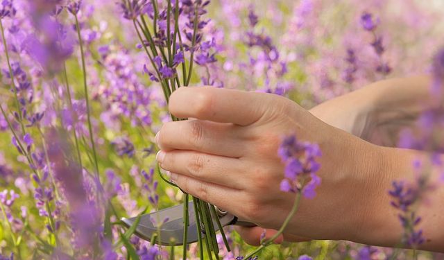 Ürgüp Yeşilöz’de İlk Lavanta Hasadı Gerçekleşti