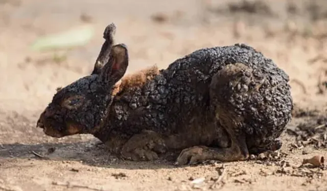 Orman Yangınları Nedeniyle Bazı Bölgelerde Av Yasaklandı