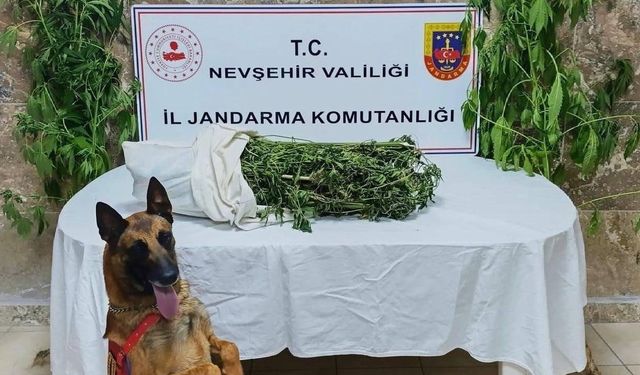 Ürgüp’te Kenevir ve Kubar Esrar Ele Geçirildi