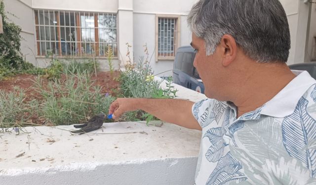 Nevşehir’de Sıcaktan Bitkin Düşen Ebabil Kuşu Kurtarıldı!