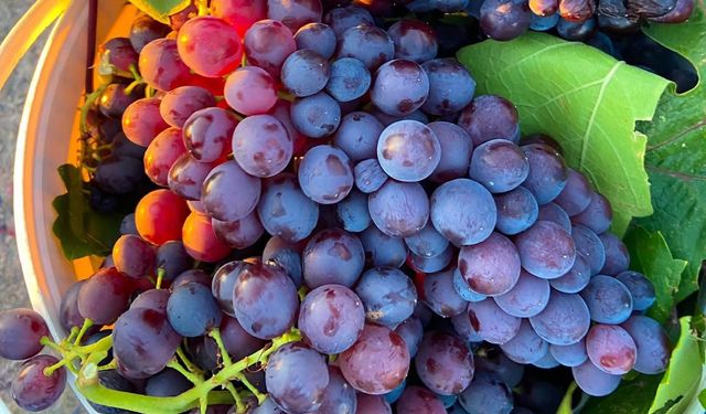Nevşehir Üzümleri Ağustos’ta Sofraları Süslemeye Başladı
