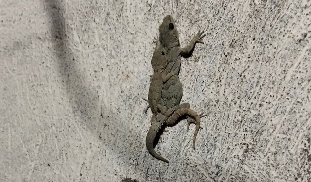 Nevşehir’de Kertenkele Ailesinden Gülümseten Görüntüler