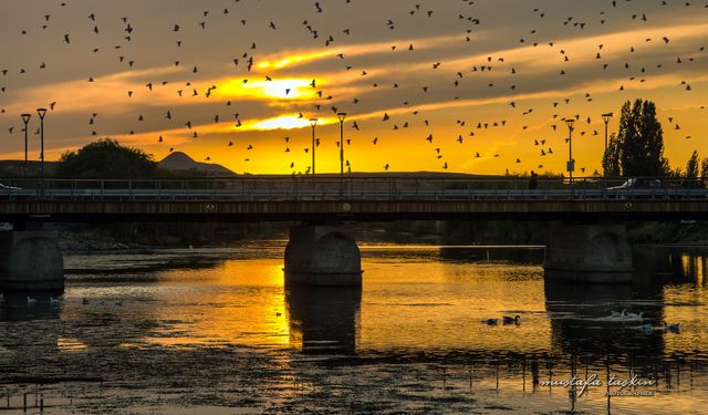 Avanos’ta Binlerce Sığırcık Kuşu Görsel Şölen Sundu