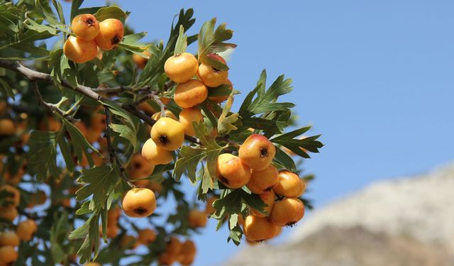 Nevşehir'de dağların şifa deposu alıçlar oldu