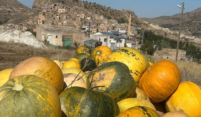 Nevşehir’de Çerezlik Kabak Çekirdeği Hasadı Başladı!