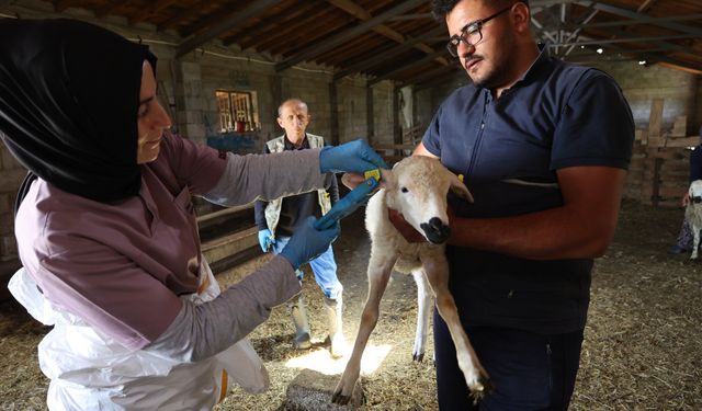 Nevşehir’de Küçükbaş Hayvanlarda Küpeleme ve Aşılama Sürüyor
