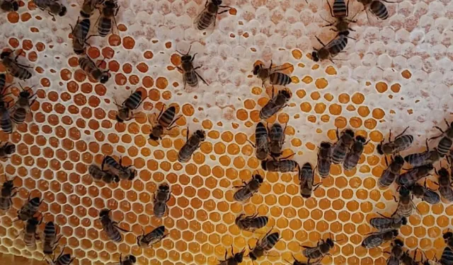 Kapadokya Balının Hasadı Tamamlandı: Organik Balda Rekor Talep