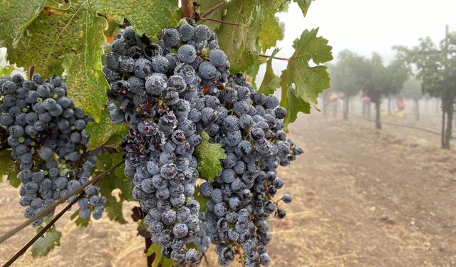 Nevşehir’de Zirai Don Uyarısı: Çiftçiler Dikkat!