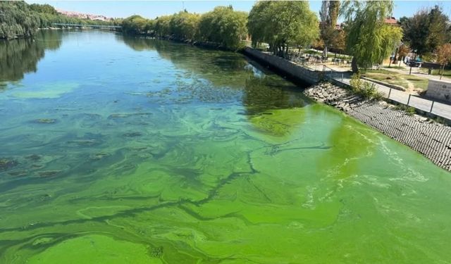 Avanos’ta Kızılırmak’ta Alg Patlaması: Dikkat Uyarısı