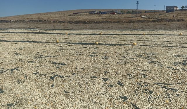 Nevşehir’in Tilköyü’nde Kabak Çekirdeği Kurutuluyor