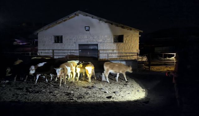 Ürgüp’te Kaybolan 14 Büyükbaş Hayvanı Jandarma Buldu