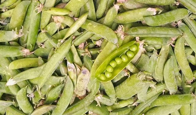 Nevşehir Pazarının Gözdesi: Bahçeli’nin Taze Bezelyesi