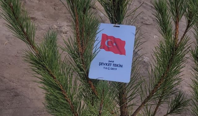 NEVÜ Öğrencileri Nevşehirli Şehitler Anısına Fidanları Toprakla Buluşturdu