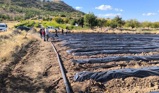 Nevşehir’de Çilek Bahçeleri Kuruldu, Üretim Başlıyor