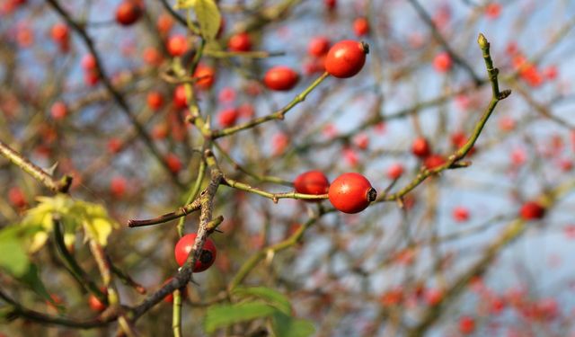 Nevşehir’in Doğal Hazinesi Kuşburnu: Osmanlı’dan Günümüze Uzanan Miras
