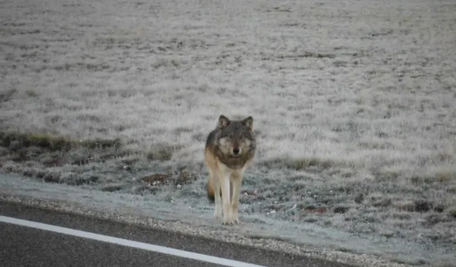 Nevşehir Göre’de Kurtlar Cep Telefonu Kamerasına Yansıdı