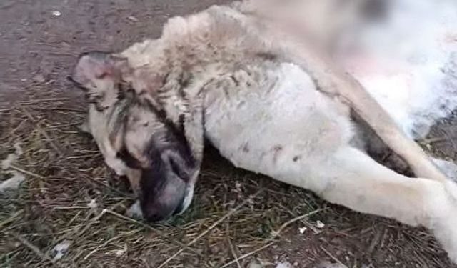 Nevşehir’de Aç Kurtlar Kangal Köpeğini Parçaladı
