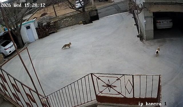 Nevşehir'de tilki onlarca tavuğu telef etti