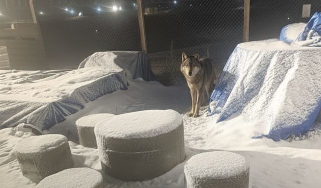 Nevşehir'de güneş enerji santralinde kurt görüntülendi