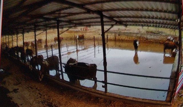 Çat'ta Büyükbaş Hayvanlar Sular Altında