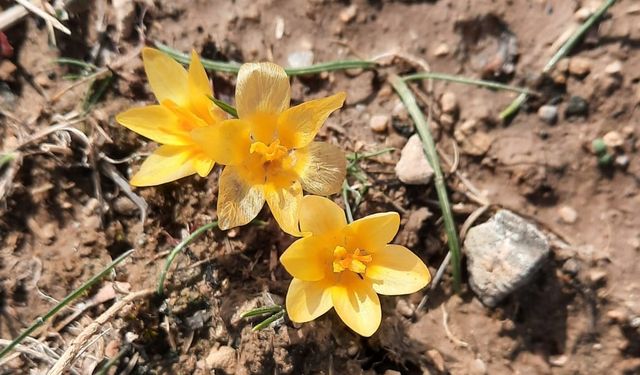 Nevşehir'de baharın müjdecisi çiğdemler açtı