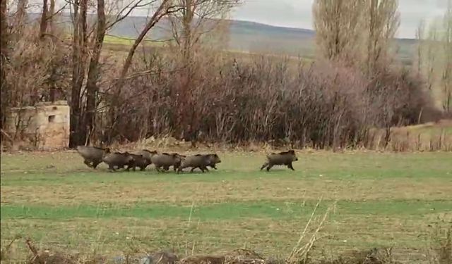 Avanos’ta domuz sürüsü görüntülendi | Video