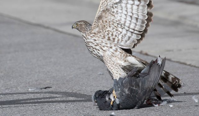 Nevşehir’de şahin güvercini pençesiyle yakaladı