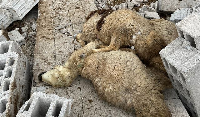 Nevşehir'de fırtına yüzünden çatı uçtu, 12 koyun telef oldu