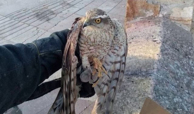Gülşehir'de yaralı kerkenez kuşu bulundu