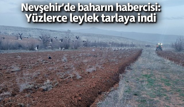Nevşehir’de Yüzlerce Leylek Patates Tarlasına İndi