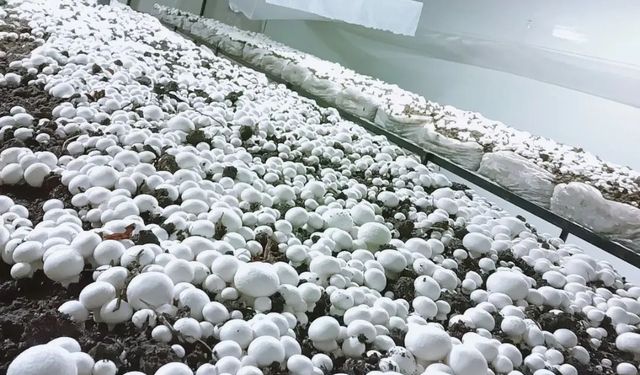 Bölgenin en modern mantar tesisi Sofular'da